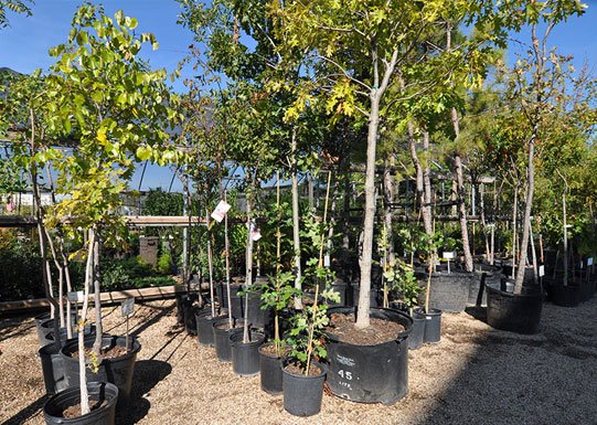 Shade Tree Varieties